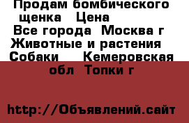 Продам бомбического щенка › Цена ­ 30 000 - Все города, Москва г. Животные и растения » Собаки   . Кемеровская обл.,Топки г.